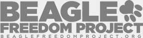 Beagle Freedom Project